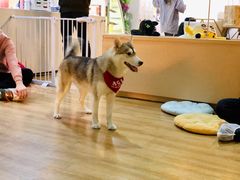-Husky Go! 哈士奇体验馆·宠物咖啡厅狗咖