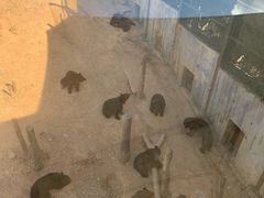 -泉州海丝野生动物世界