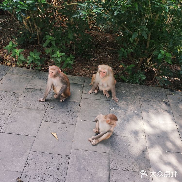 猴岛，万宁市陵水黎族自治县