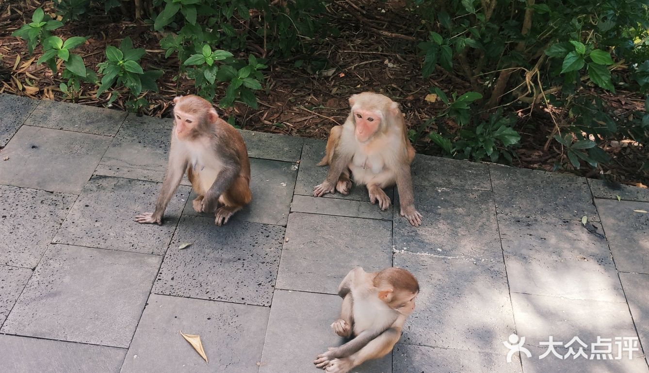 猴岛，万宁市陵水黎族自治县