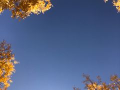 -金塔沙漠胡杨林景区