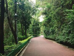 -金鸡山公园