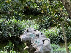 -十八棵（老龙井）御茶园(老龙井店)