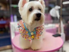 -FAELING PETS美天灵宠物(富力广场店)