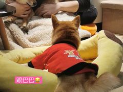 -逗柴咖啡屋·狗咖猫咖宠物桌游