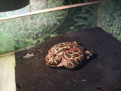 -上海大自然野生昆虫馆(东方明珠·爬宠昆虫探索中心)