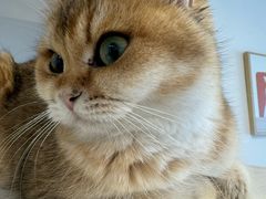 -有喵·猫咖·狗咖·30几只猫10只小狗(岗厦店)