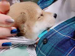 -逗柴咖啡屋·狗咖猫咖宠物桌游