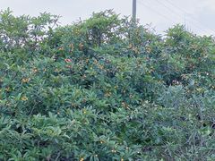 -塘栖枇杷特色园区