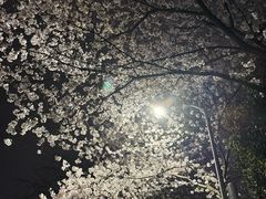 -武汉大学-樱园