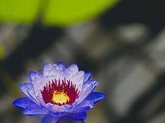 -国家植物园南园