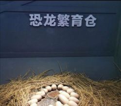 -恐龙探索乐园(磁器口店)