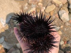 -广东惠东海龟国家级自然保护区