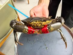 -Ministry of Crab•MOC(交子大道店)