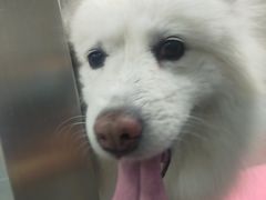 -宠福鑫康馨动物医院·骨科·眼科