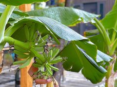 -Supine Bistro溯泮餐厅