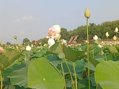 -焦岗湖旅游度假区