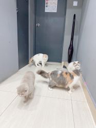 -柚子•猫美睫美甲
