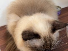 -楼上猫咖(罗湖店)
