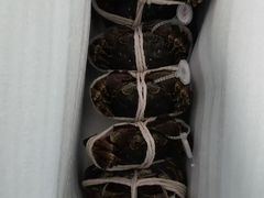 -阳澄湖大闸蟹·琼灵阁牌品牌连锁(吴中总店)
