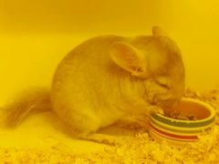 -龙猫仔乐园(惠福东路店)