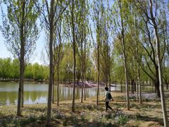-马家湾湿地公园