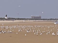 -日照海滨国家森林公园