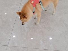 -瑞鹏宠物医院·骨外科·心肾科·肿瘤科(九亭店)