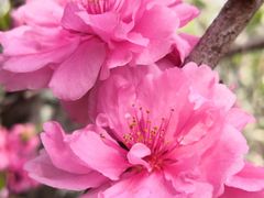 -海棠花溪(元大都城垣遗址公园)