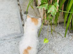 -上合花园花园烧烤(贵阳店)