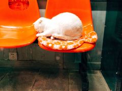 -猫咪博物馆(顶澳仔猫街店)