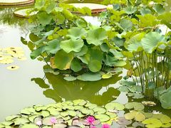 -国家植物园南园