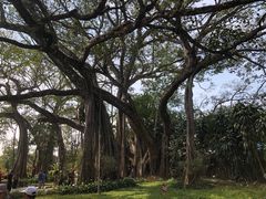 -瑞丽独树成林风景区