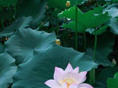 -莲花池公园