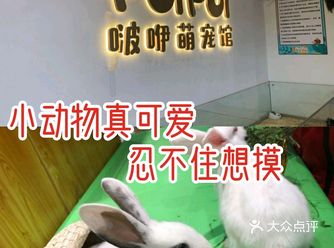 小动物真可爱 忍不住想摸