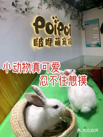 小动物真可爱 忍不住想摸