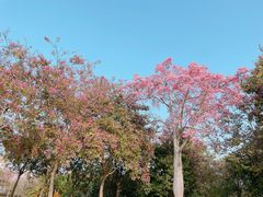 -风云岭森林公园