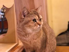 -猫色咖啡·猫咖