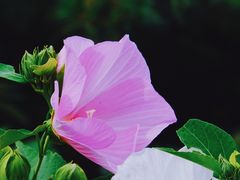 -国家植物园