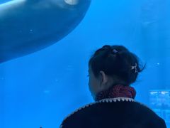 -海合安成都极地海洋公园