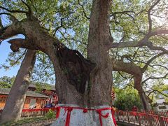 -新安江山水画廊风景区