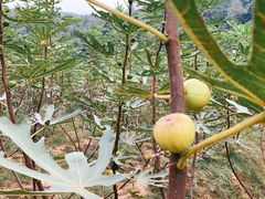 -大京袁记烤全羊农家(大京水库店)