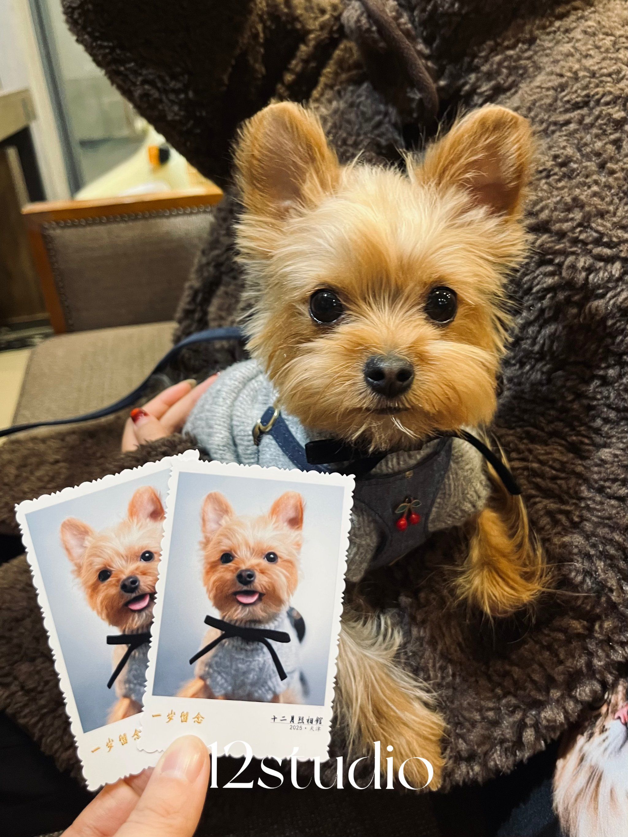 在天津这家照相馆,拍到了狗生照片