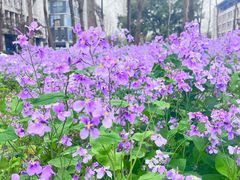 -东华大学(松江校区)