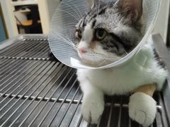 -关爱动物医院·心脏·中兽医·异宠(金牛路分院)