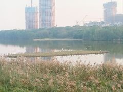 -华侨城湿地公园