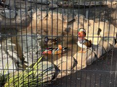 -井之头恩赐公园