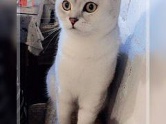 -萌喵宠狗爱心宠咖