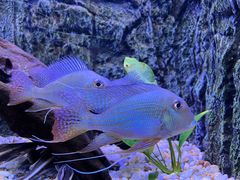 -上海海洋水族馆