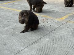 -西岭雪山大飞水景区